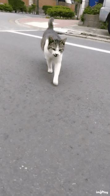 がるちゃん猫カフェ86号店開店しました♫(初めての方も大歓迎♫)