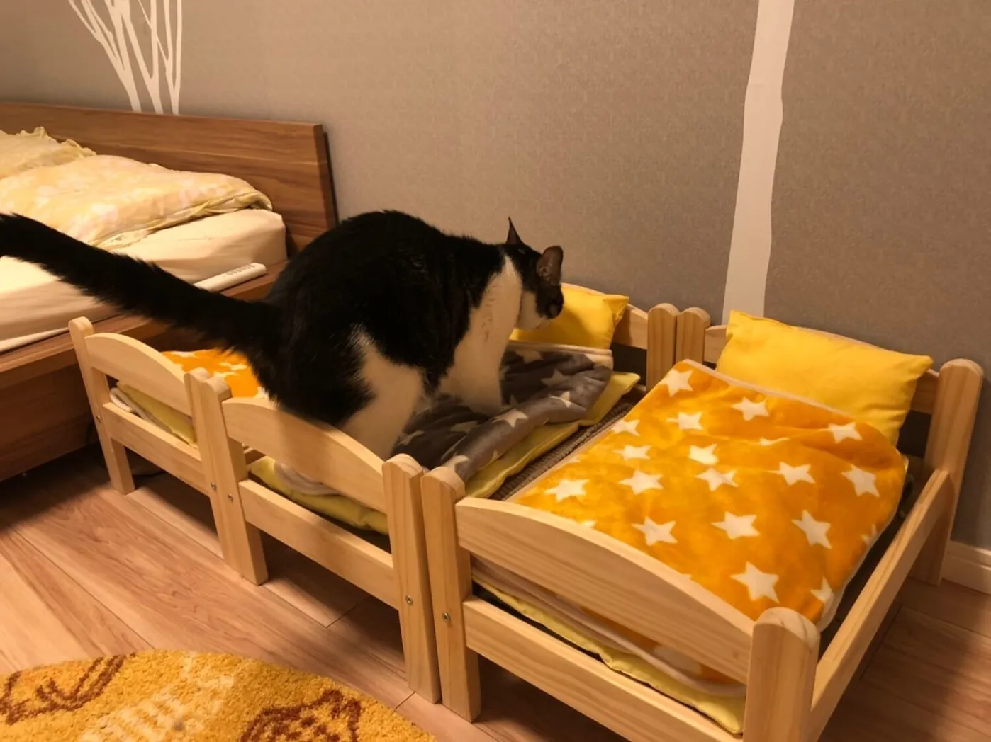 がるちゃん猫カフェ86号店開店しました♫(初めての方も大歓迎♫)