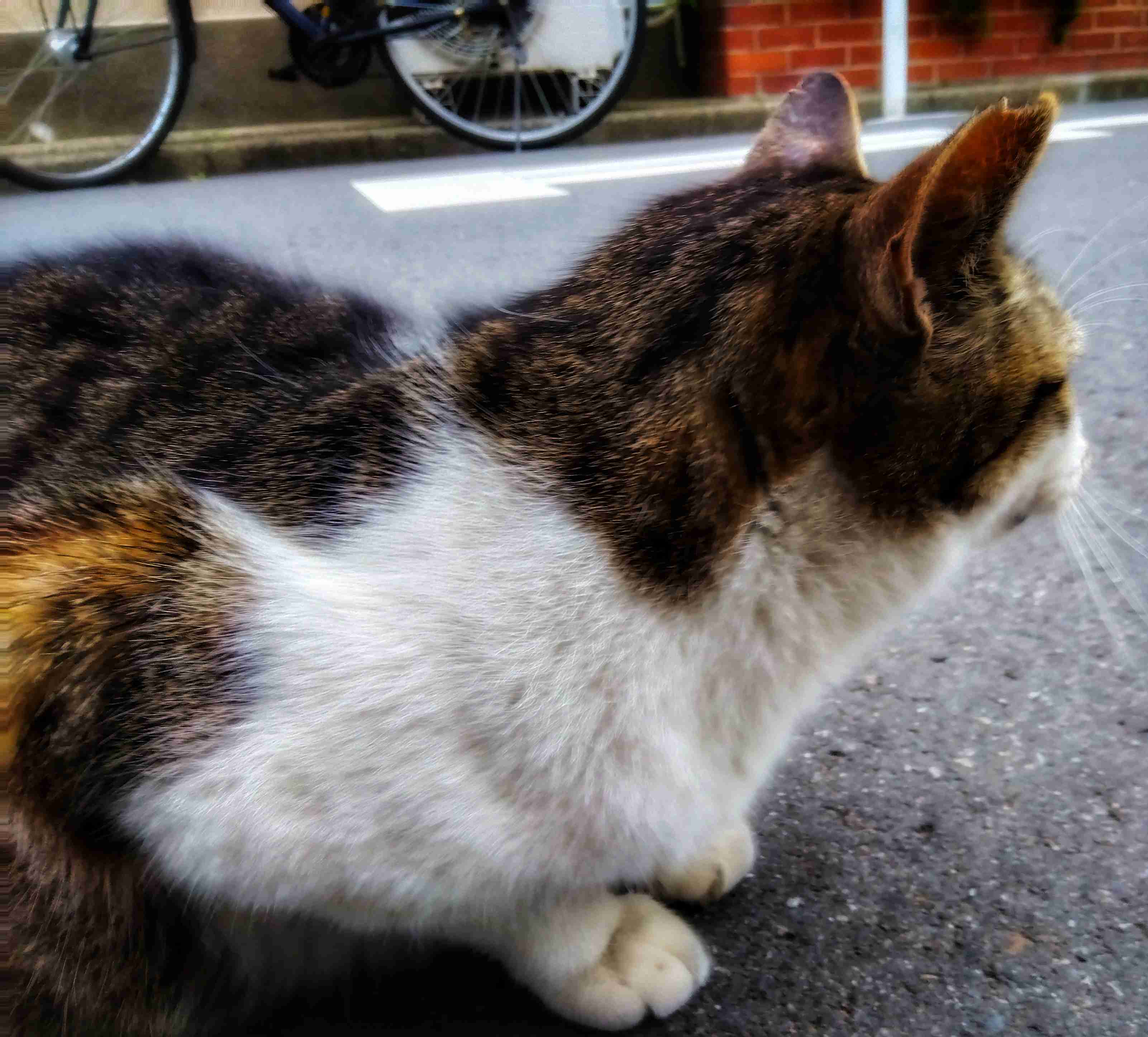 がるちゃん猫カフェ86号店開店しました♫(初めての方も大歓迎♫)