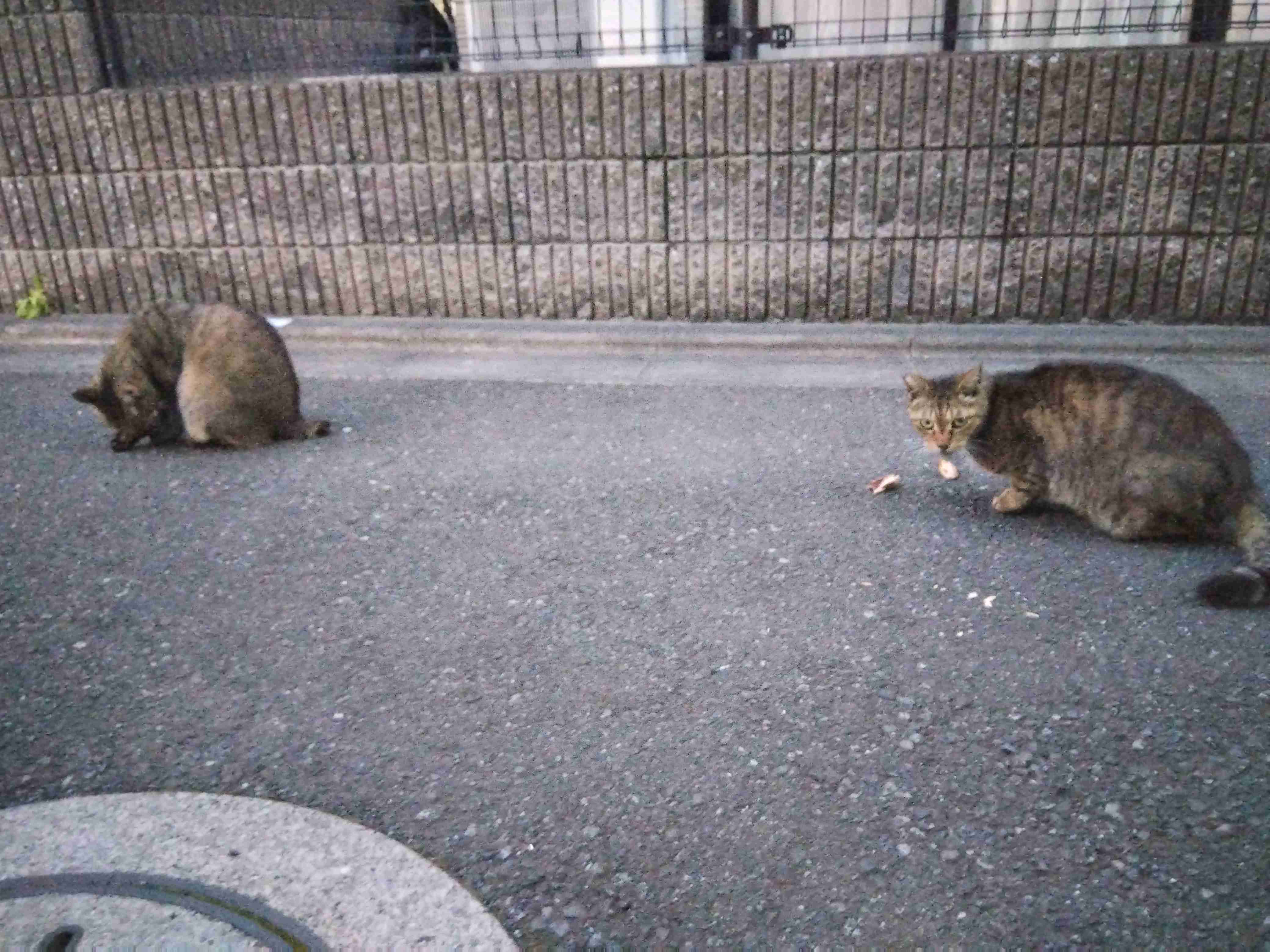 がるちゃん猫カフェ86号店開店しました♫(初めての方も大歓迎♫)