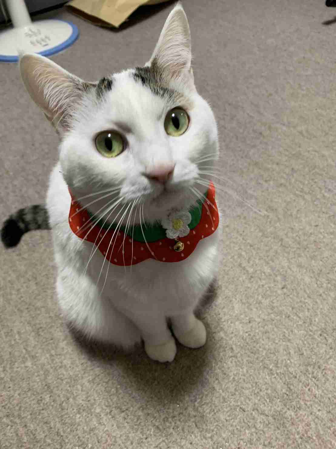 がるちゃん猫カフェ86号店開店しました♫(初めての方も大歓迎♫)