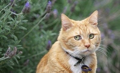 がるちゃん猫カフェ86号店開店しました♫(初めての方も大歓迎♫)