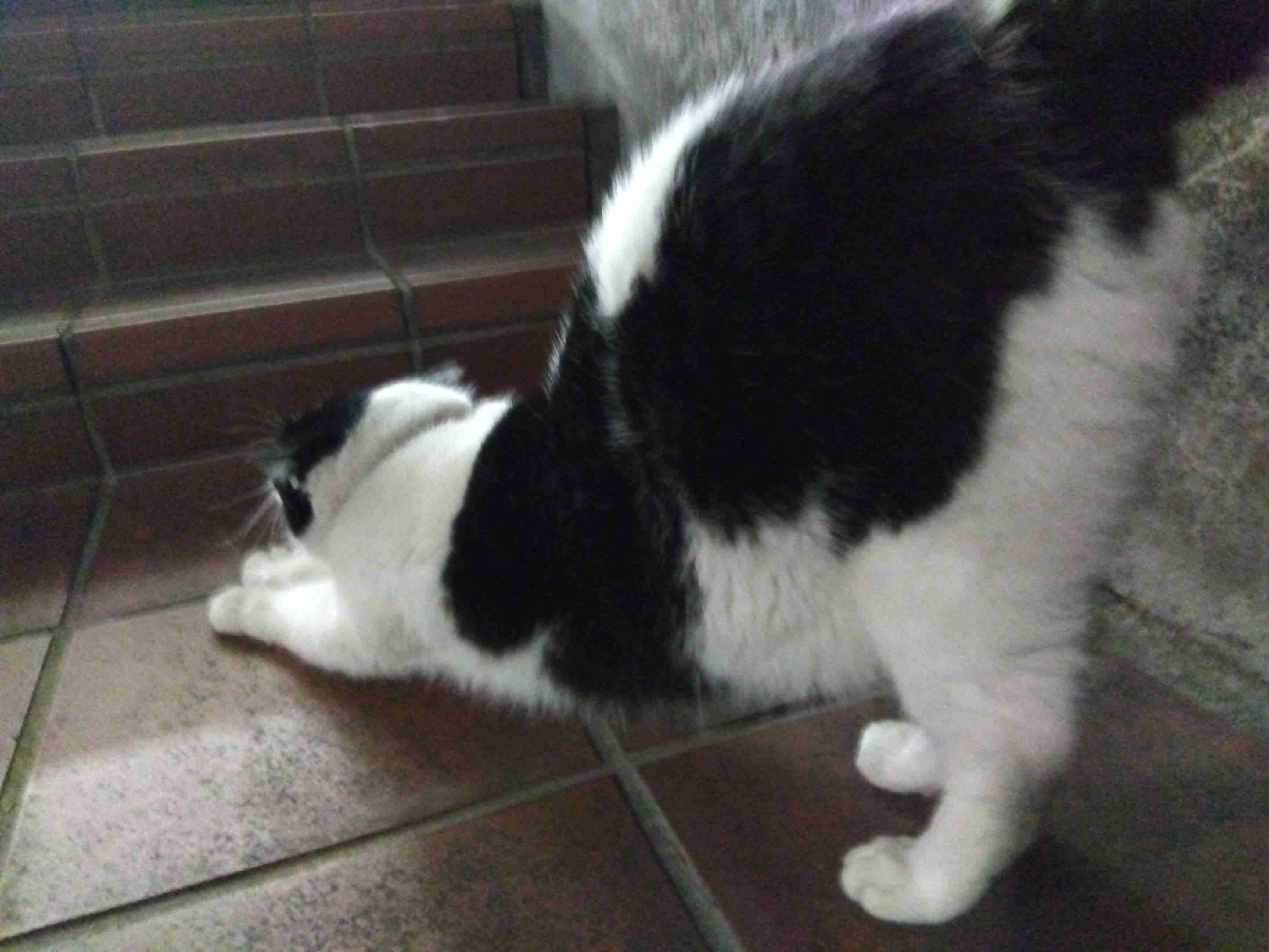がるちゃん猫カフェ86号店開店しました♫(初めての方も大歓迎♫)
