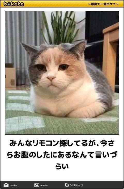 がるちゃん猫カフェ86号店開店しました♫(初めての方も大歓迎♫)