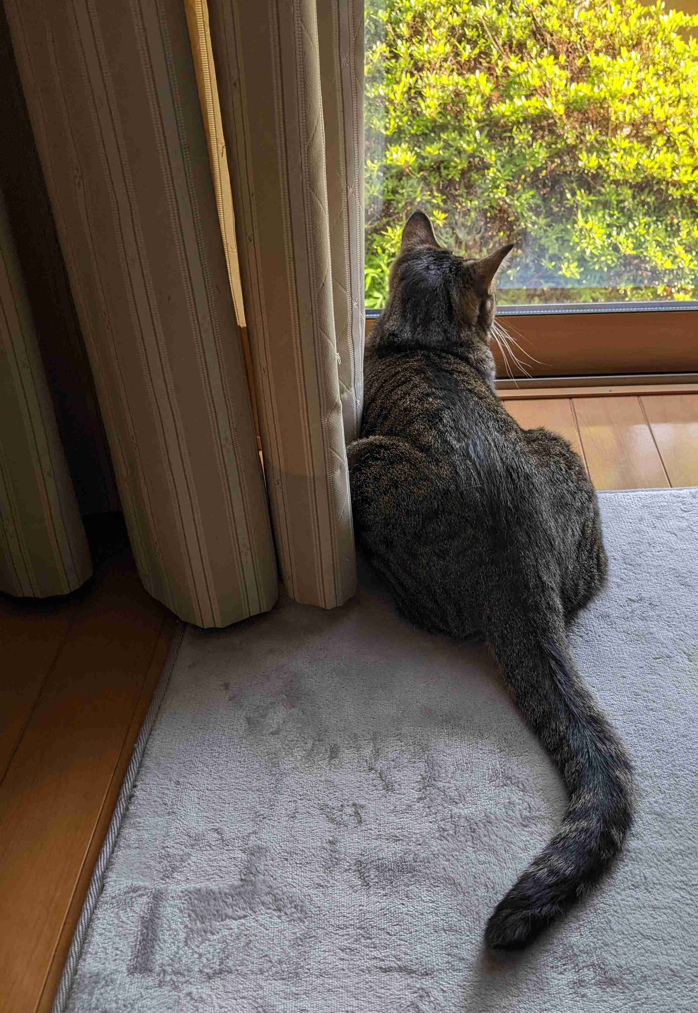 がるちゃん猫カフェ86号店開店しました♫(初めての方も大歓迎♫)