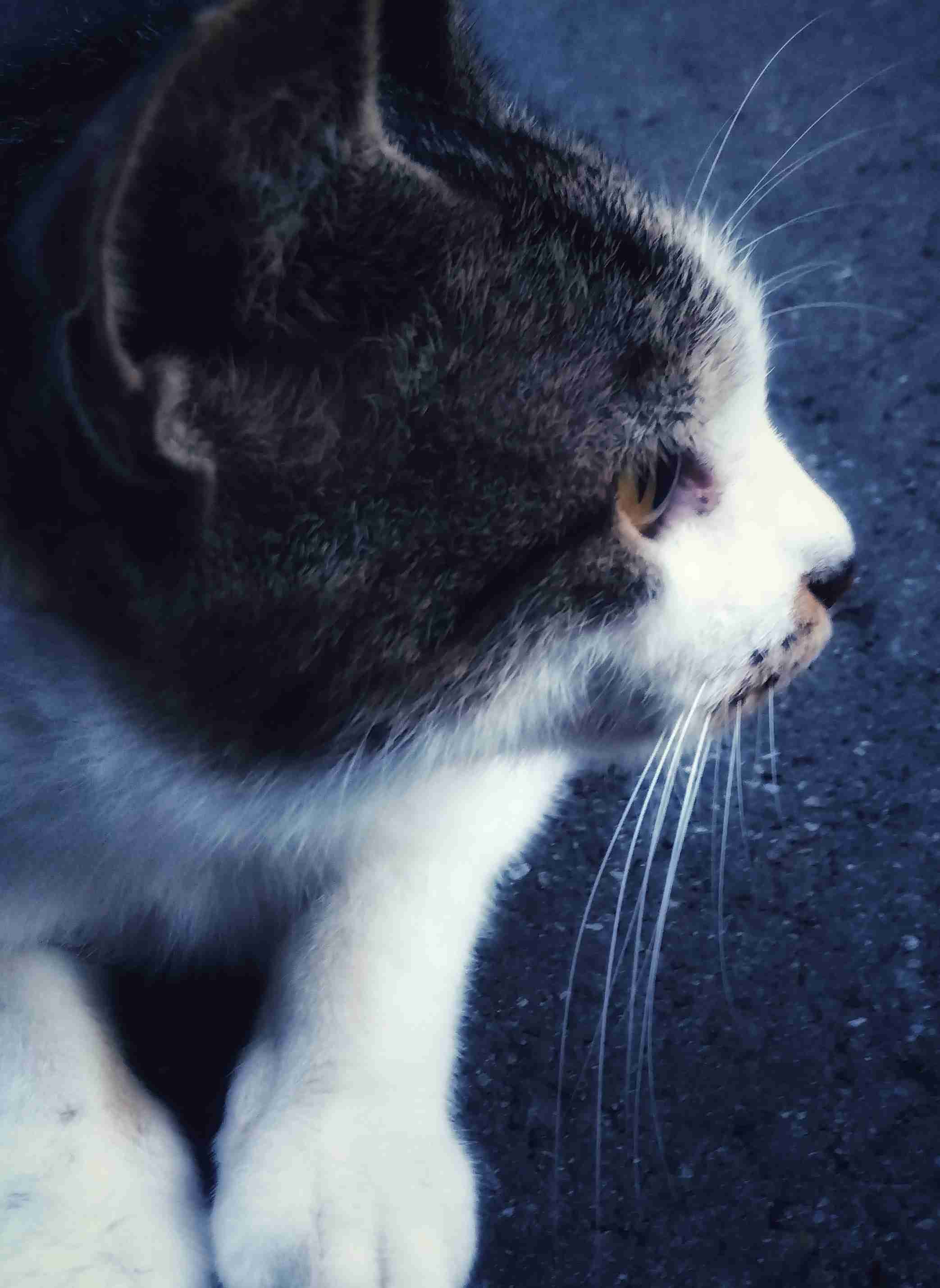 がるちゃん猫カフェ86号店開店しました♫(初めての方も大歓迎♫)
