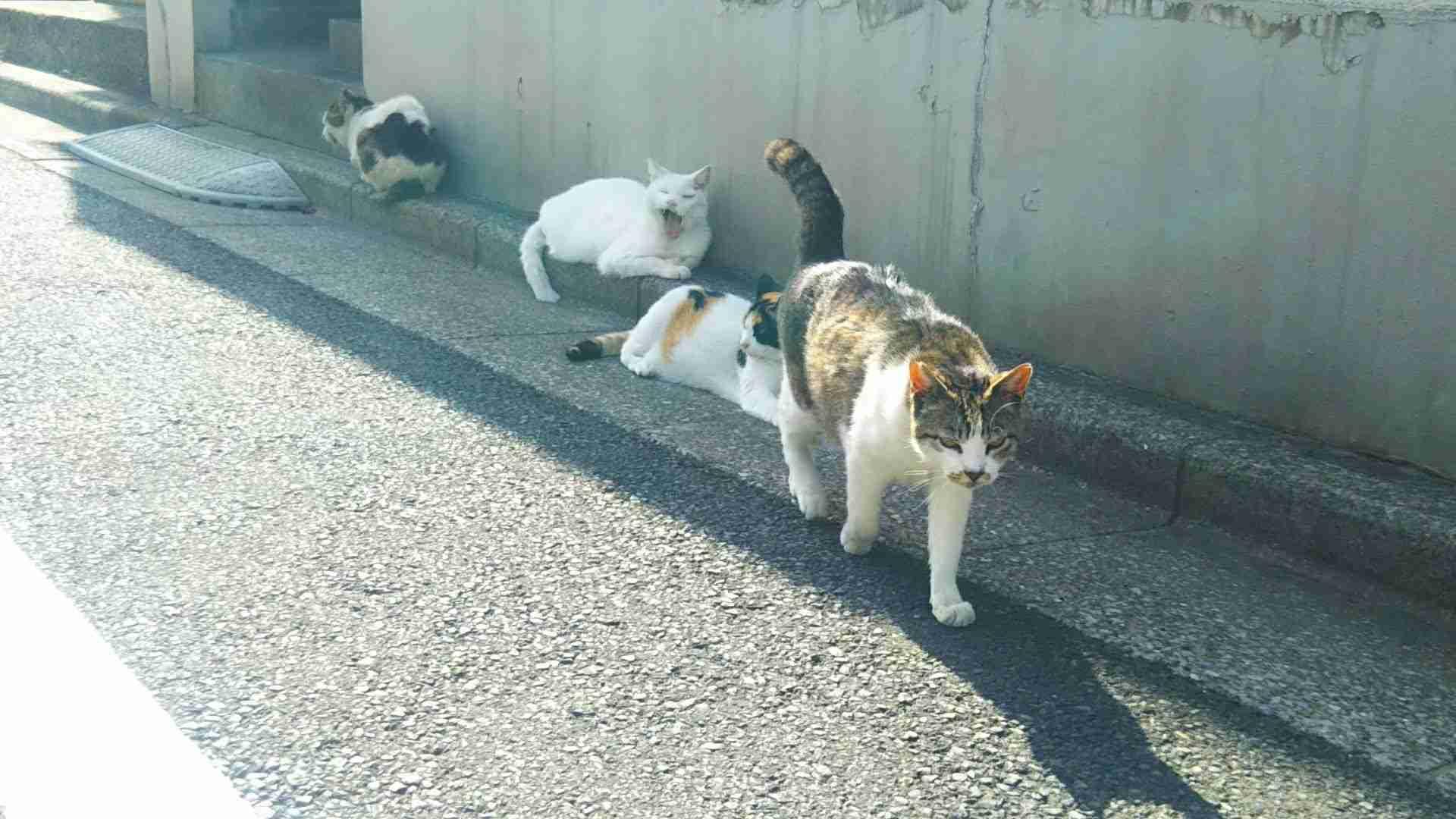 がるちゃん猫カフェ86号店開店しました♫(初めての方も大歓迎♫)