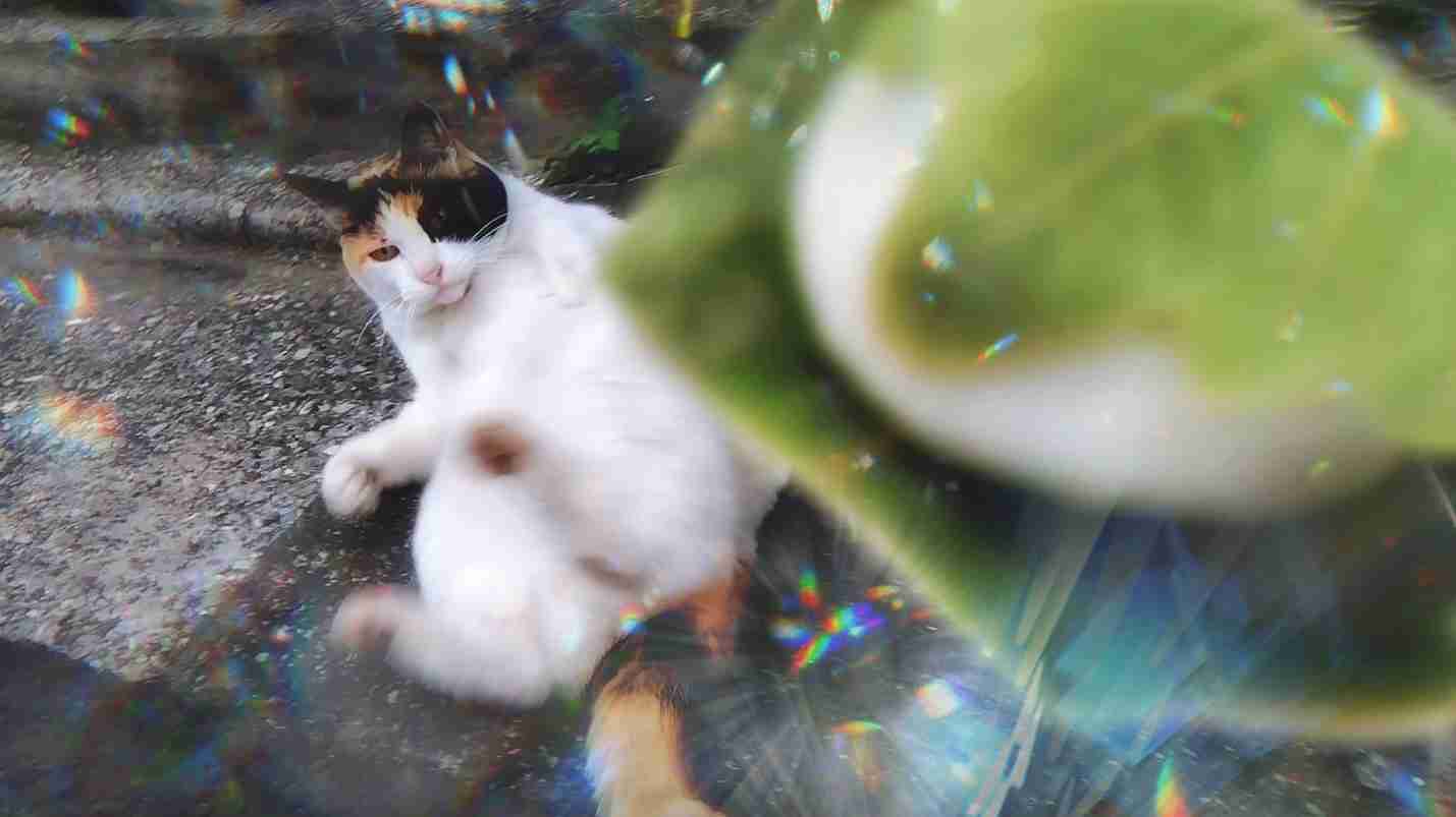 がるちゃん猫カフェ86号店開店しました♫(初めての方も大歓迎♫)