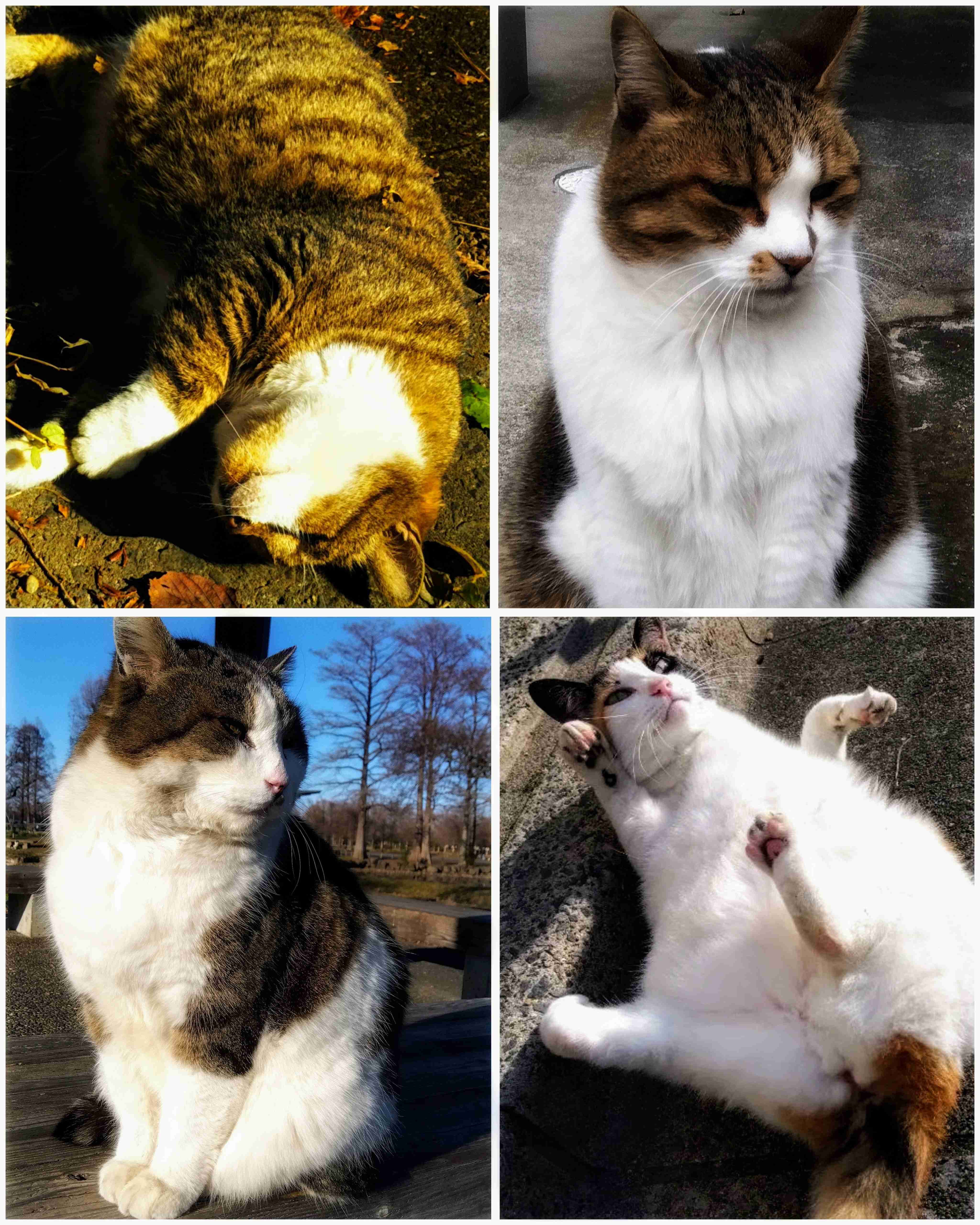がるちゃん猫カフェ86号店開店しました♫(初めての方も大歓迎♫)