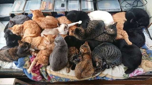 がるちゃん猫カフェ86号店開店しました♫(初めての方も大歓迎♫)