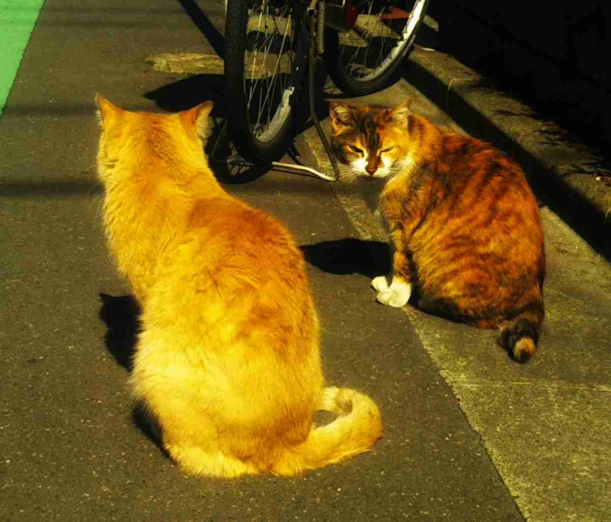 がるちゃん猫カフェ86号店開店しました♫(初めての方も大歓迎♫)
