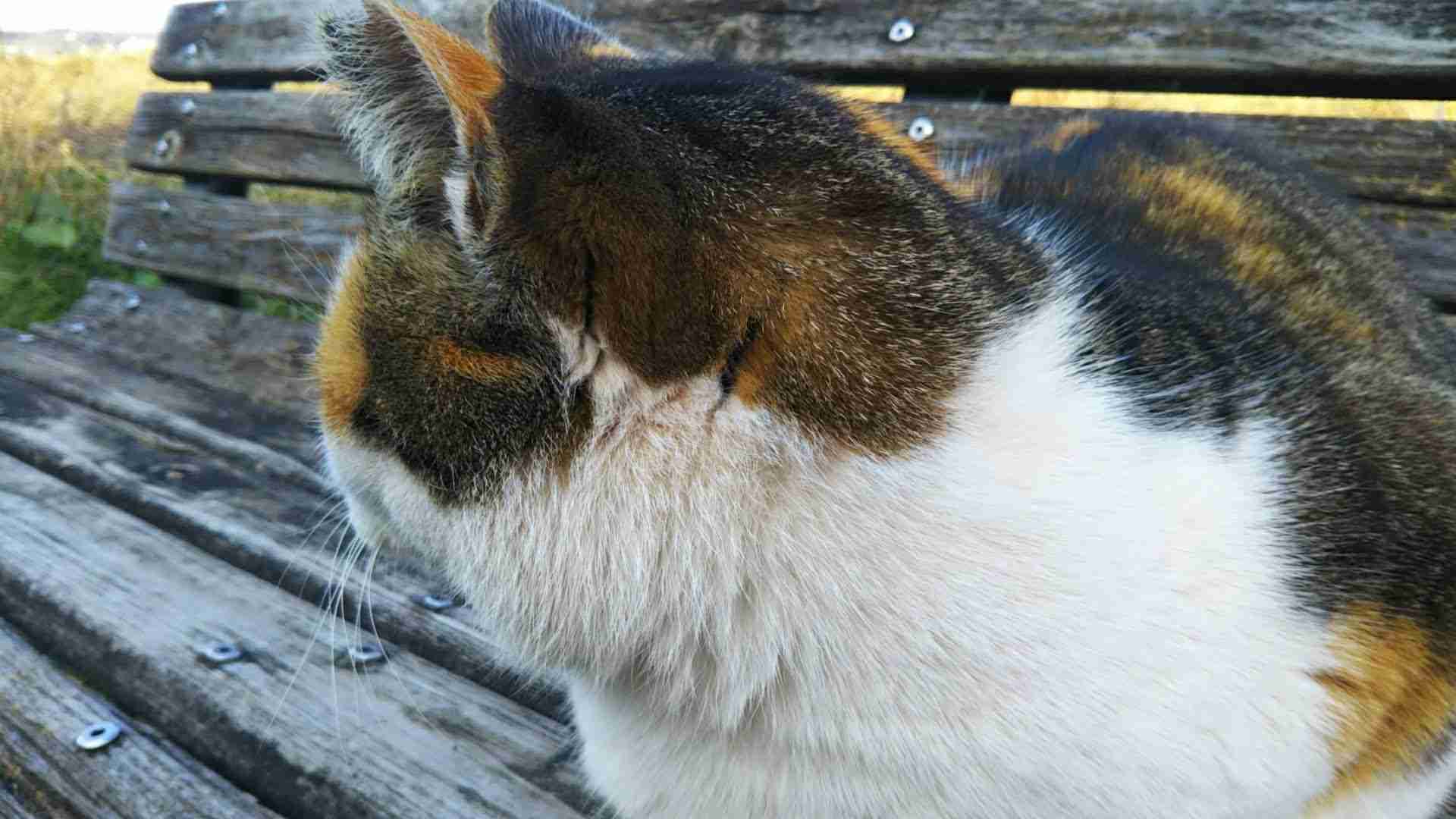 がるちゃん猫カフェ86号店開店しました♫(初めての方も大歓迎♫)