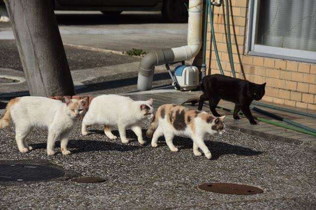 がるちゃん猫カフェ86号店開店しました♫(初めての方も大歓迎♫)