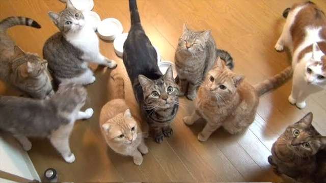 がるちゃん猫カフェ86号店開店しました♫(初めての方も大歓迎♫)