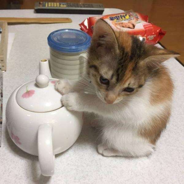 がるちゃん猫カフェ86号店開店しました♫(初めての方も大歓迎♫)