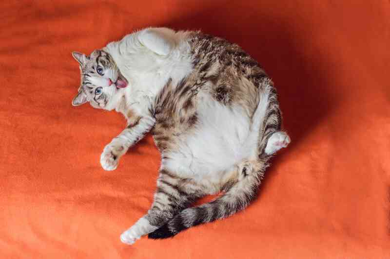 がるちゃん猫カフェ86号店開店しました♫(初めての方も大歓迎♫)