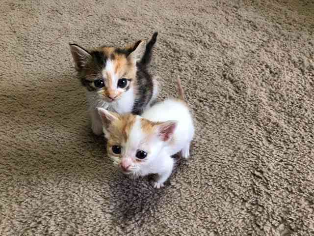 がるちゃん猫カフェ86号店開店しました♫(初めての方も大歓迎♫)