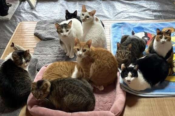 がるちゃん猫カフェ86号店開店しました♫(初めての方も大歓迎♫)