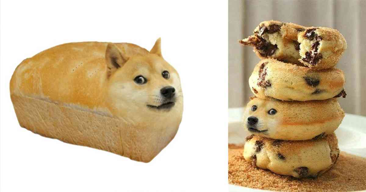 世界一有名な柴犬「かぼす」NFTで画像を売ったら4億7000万円!飼い主は「殺処分寸前で救われ、特別な使命が」