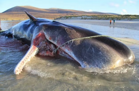 体長10m超の大型クジラ、南房総市の海岸に打ち上げられる　すでに死んで腐敗も…