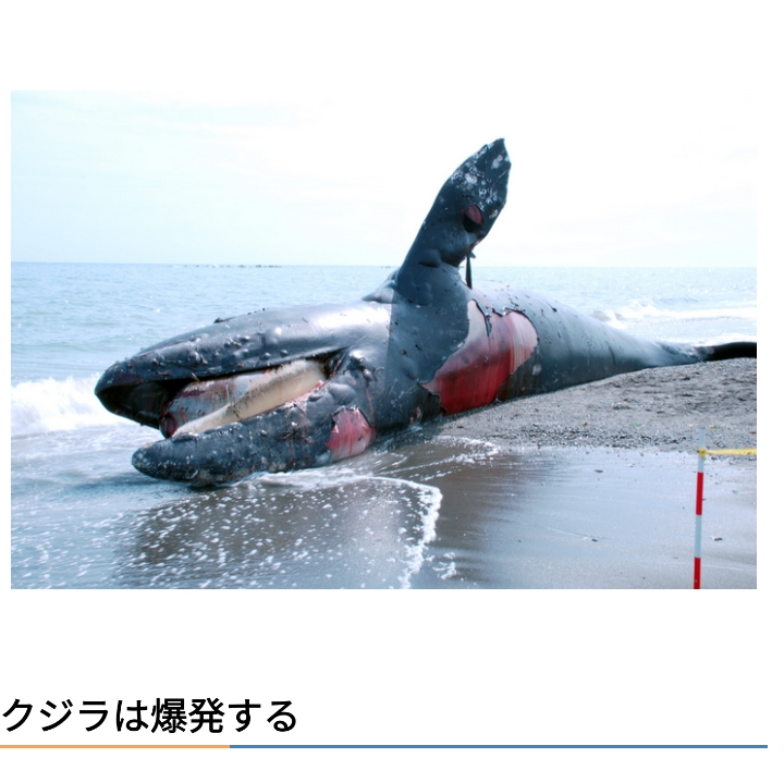 体長10m超の大型クジラ、南房総市の海岸に打ち上げられる　すでに死んで腐敗も…