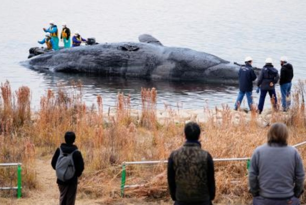 体長10m超の大型クジラ、南房総市の海岸に打ち上げられる　すでに死んで腐敗も…