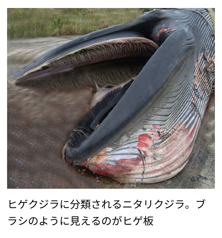 体長10m超の大型クジラ、南房総市の海岸に打ち上げられる　すでに死んで腐敗も…