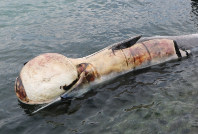 体長10m超の大型クジラ、南房総市の海岸に打ち上げられる　すでに死んで腐敗も…