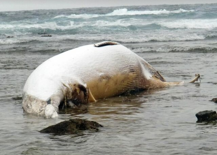 体長10m超の大型クジラ、南房総市の海岸に打ち上げられる　すでに死んで腐敗も…