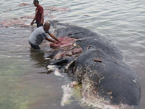 体長10m超の大型クジラ、南房総市の海岸に打ち上げられる　すでに死んで腐敗も…