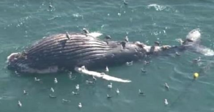体長10m超の大型クジラ、南房総市の海岸に打ち上げられる　すでに死んで腐敗も…