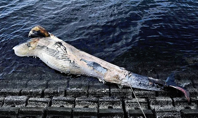 体長10m超の大型クジラ、南房総市の海岸に打ち上げられる　すでに死んで腐敗も…