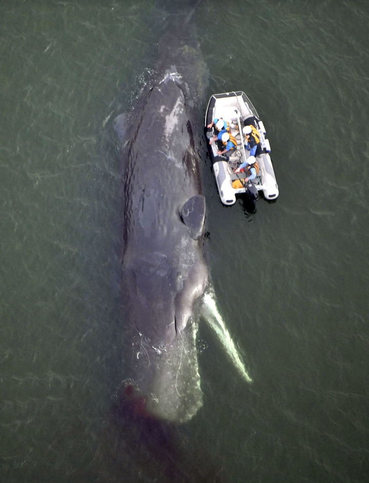 体長10m超の大型クジラ、南房総市の海岸に打ち上げられる　すでに死んで腐敗も…