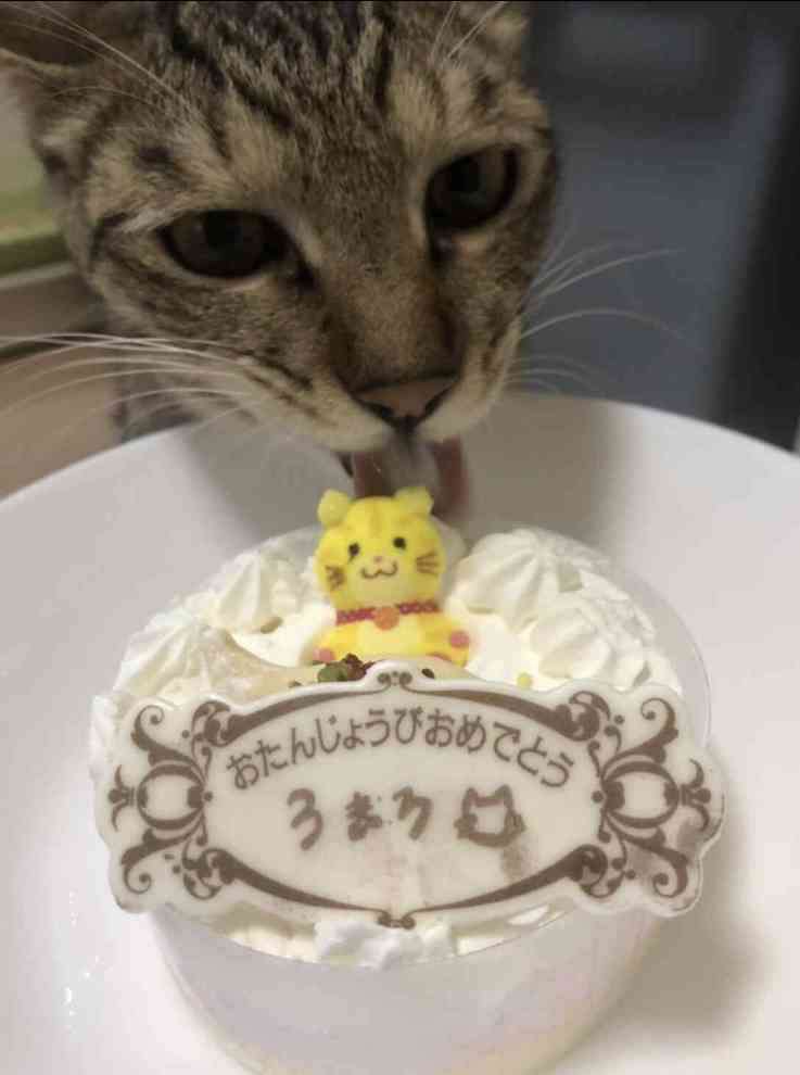 ペットの誕生日