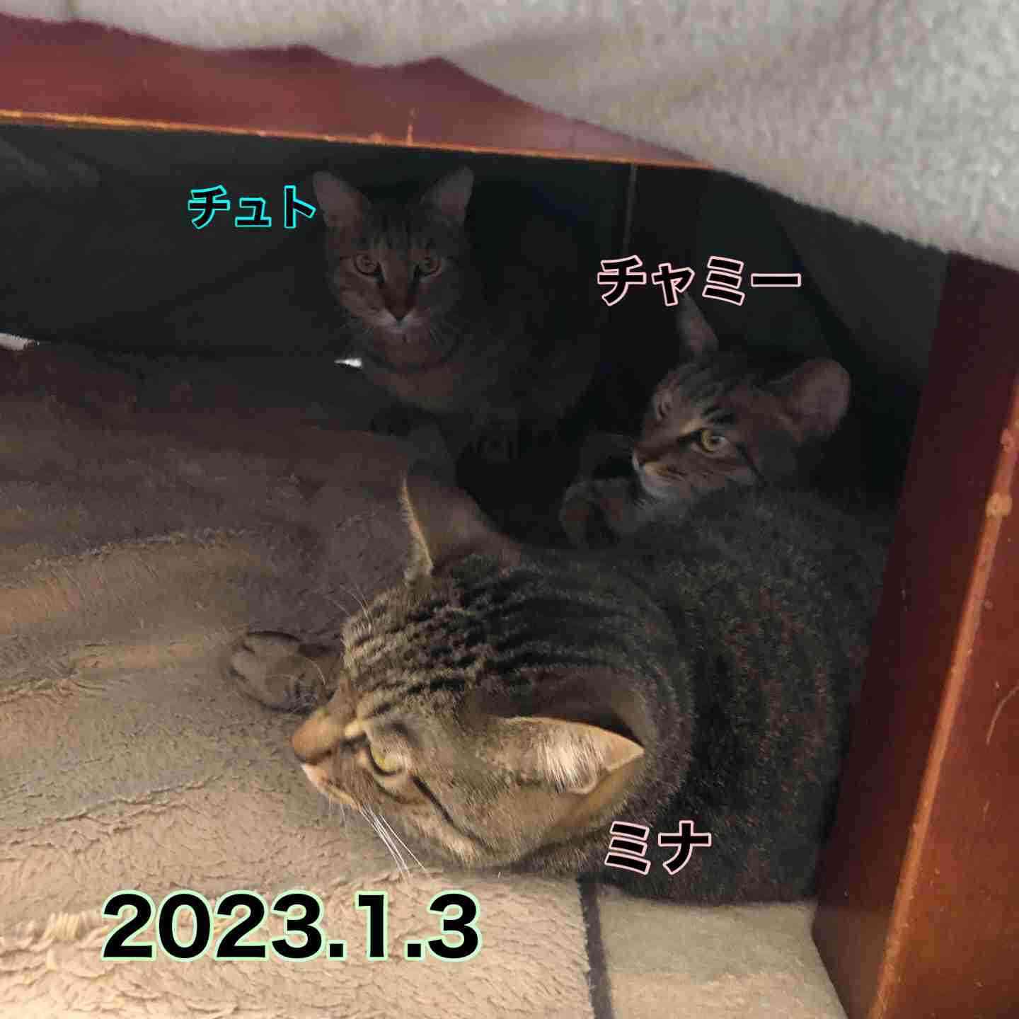 ペットの誕生日