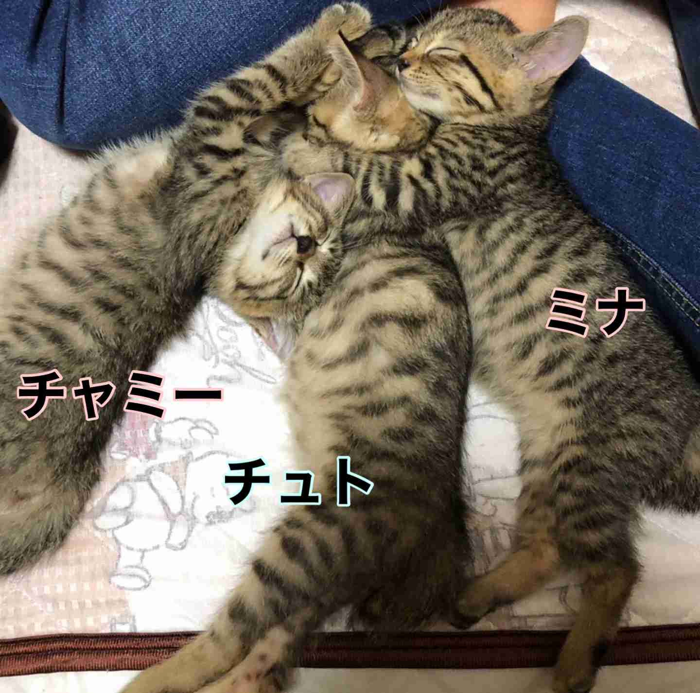 ペットの誕生日