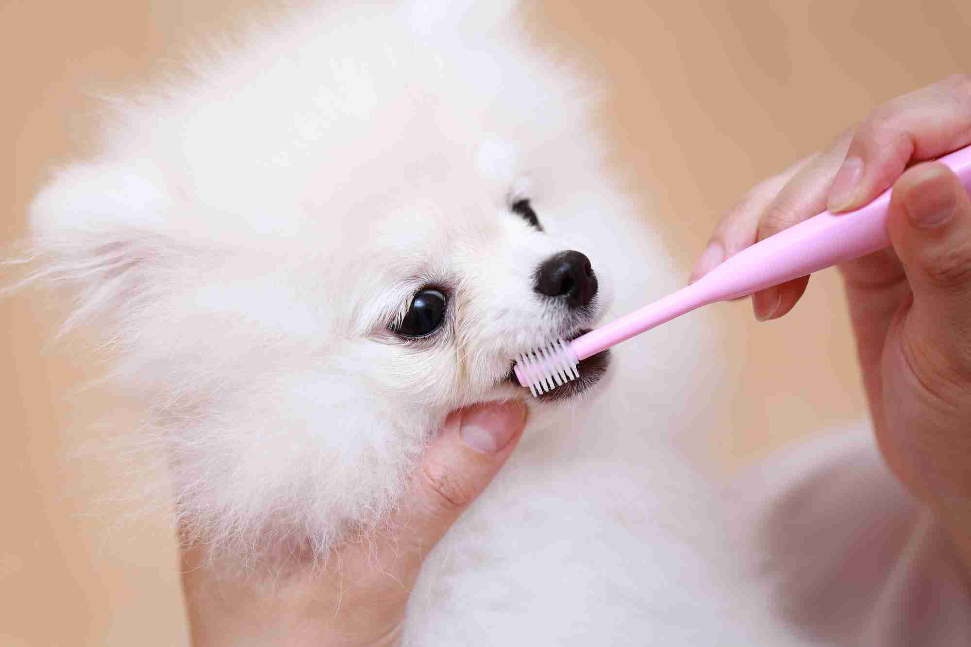 犬猫の口腔ケア