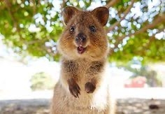 【ネタ】環境もお金もその他諸々も気にせずに飼えるなら何をペットにする？