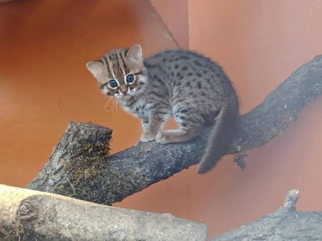 【ネタ】環境もお金もその他諸々も気にせずに飼えるなら何をペットにする？
