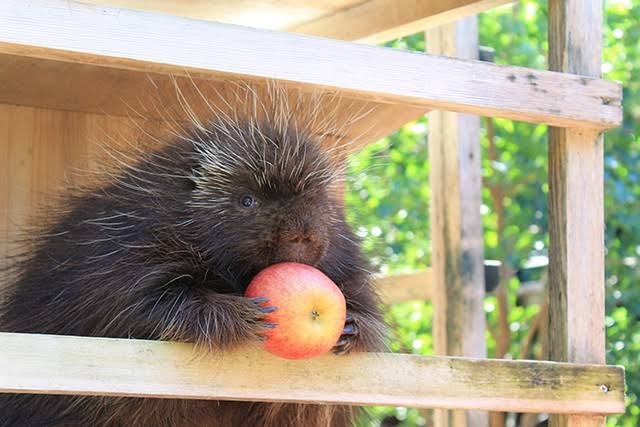 【ネタ】環境もお金もその他諸々も気にせずに飼えるなら何をペットにする？