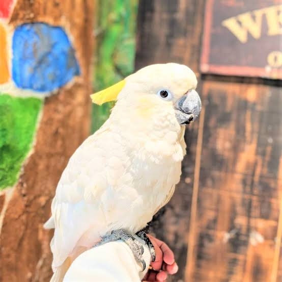 【ネタ】環境もお金もその他諸々も気にせずに飼えるなら何をペットにする？
