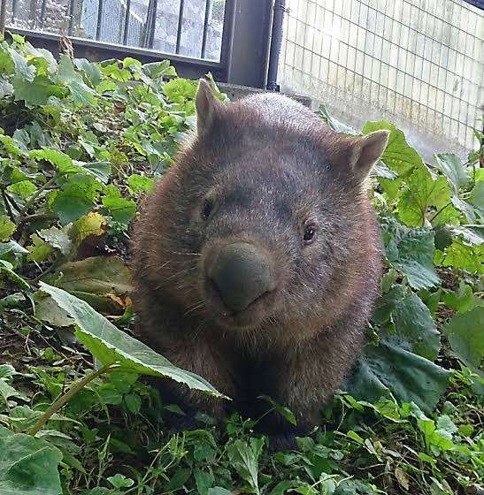 【ネタ】環境もお金もその他諸々も気にせずに飼えるなら何をペットにする？
