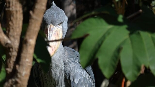 【ネタ】環境もお金もその他諸々も気にせずに飼えるなら何をペットにする？