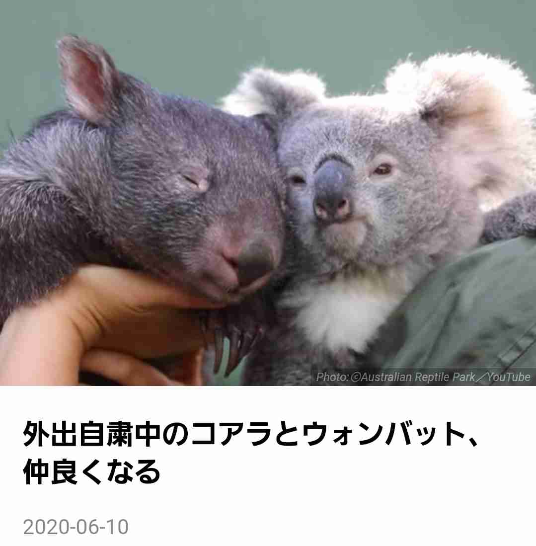 【ネタ】環境もお金もその他諸々も気にせずに飼えるなら何をペットにする？