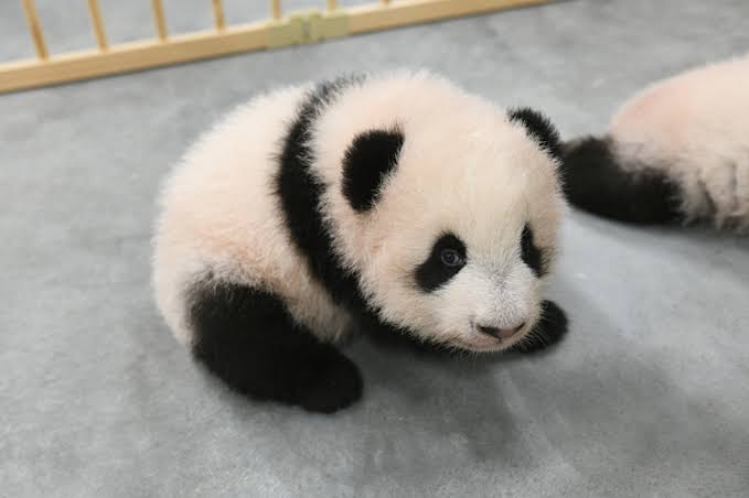 【ネタ】環境もお金もその他諸々も気にせずに飼えるなら何をペットにする？