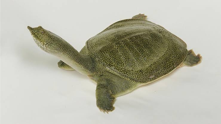 義家族にすっぴん見せる？見せた？