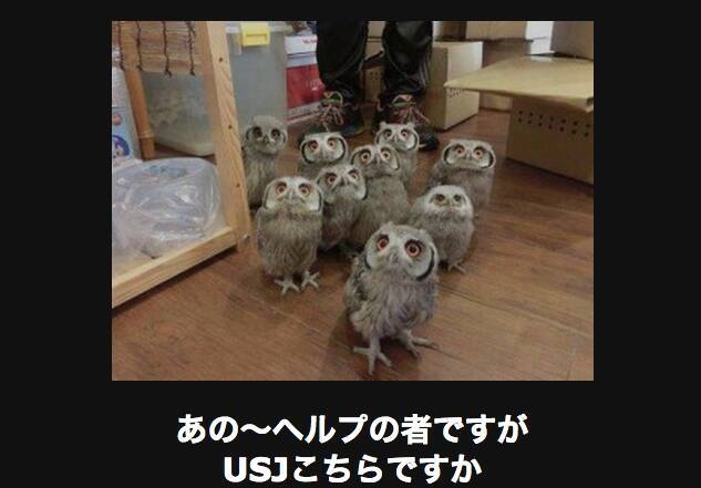 個人的に見るとなぜか元気が出てくる画像を貼るトピ