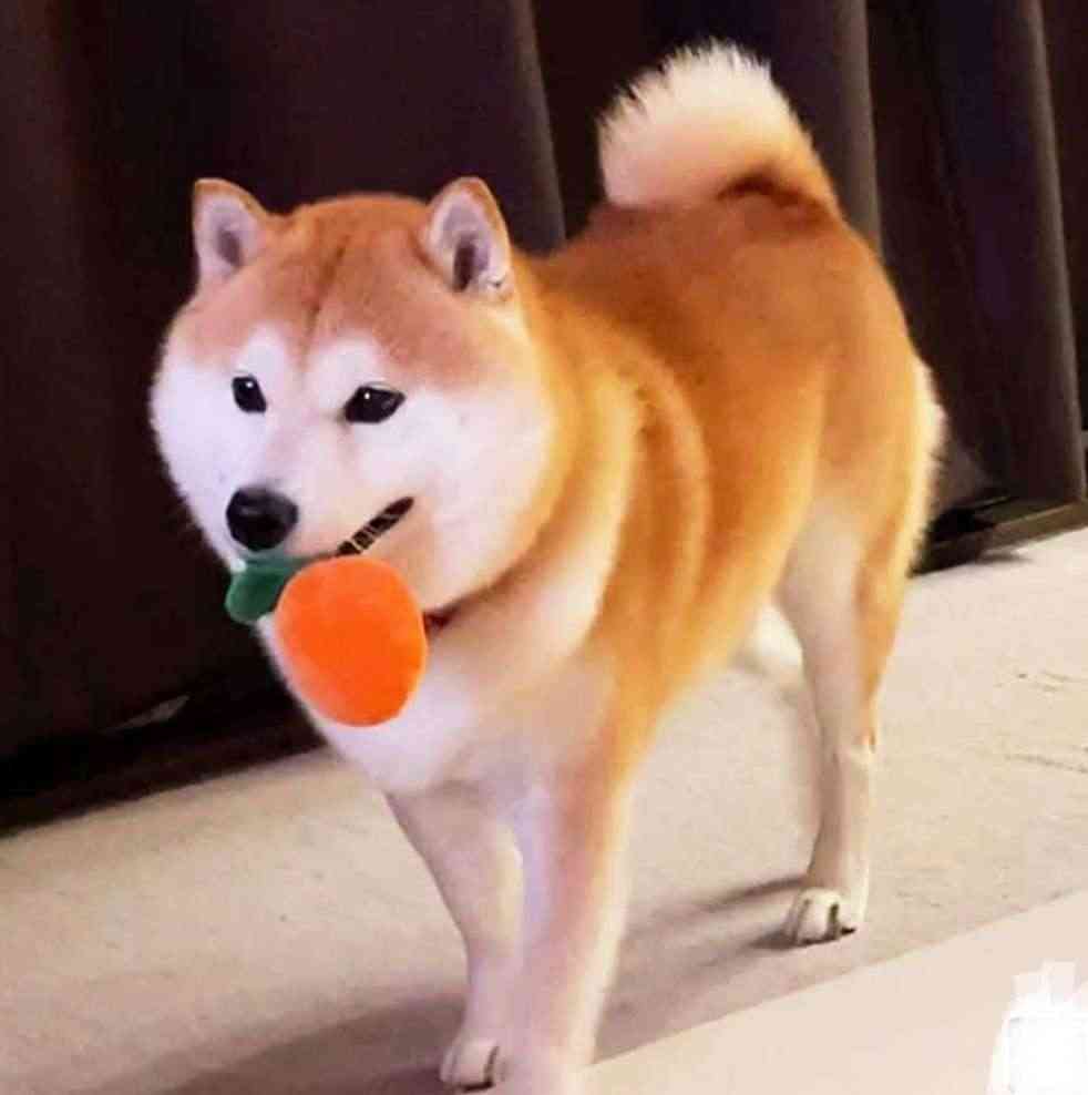 個人的に見るとなぜか元気が出てくる画像を貼るトピ