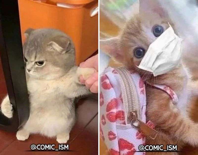 個人的に見るとなぜか元気が出てくる画像を貼るトピ