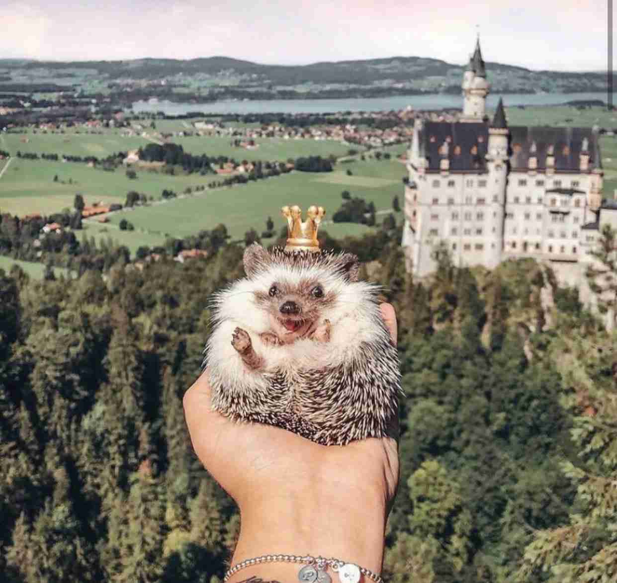 個人的に見るとなぜか元気が出てくる画像を貼るトピ